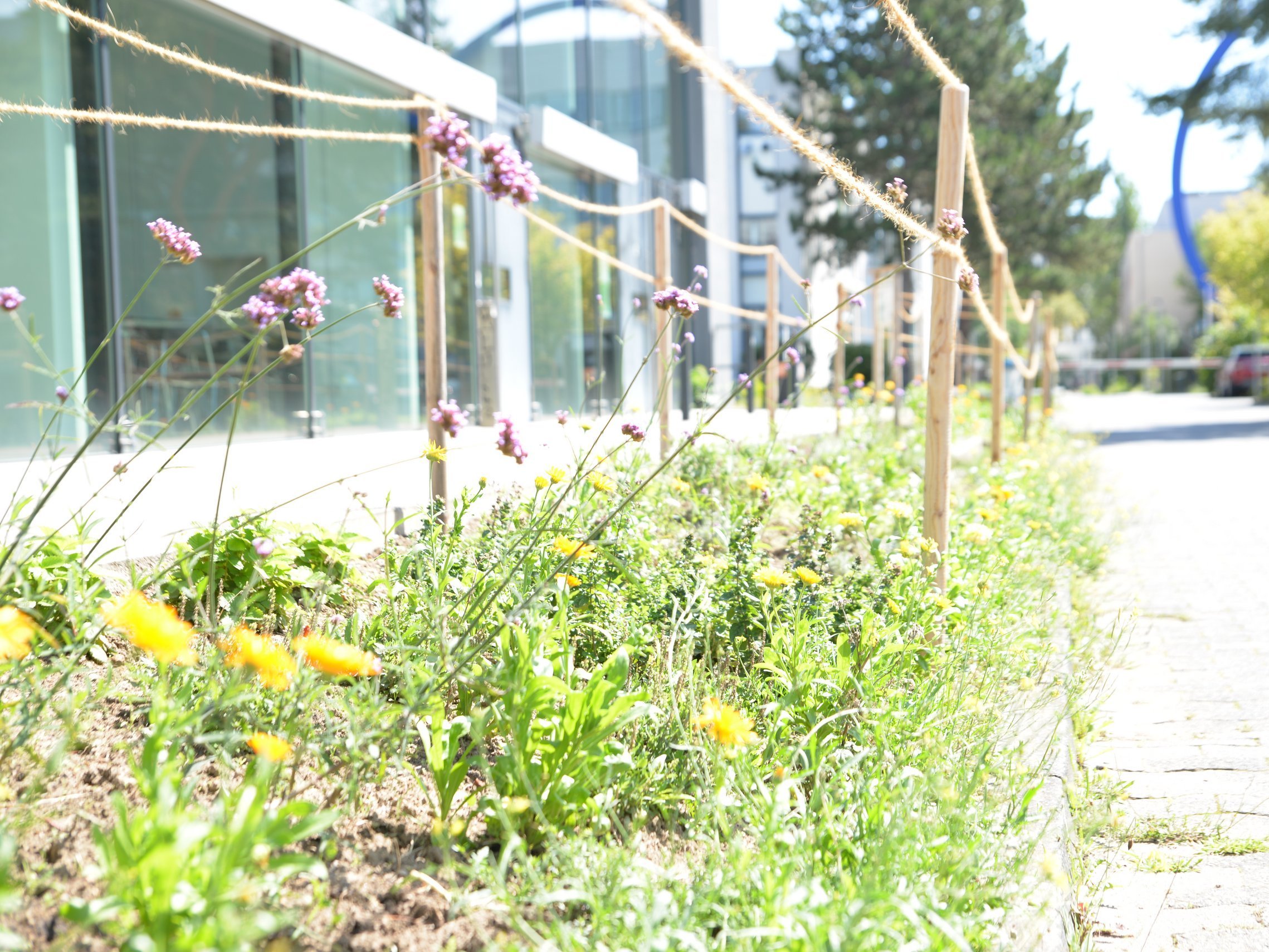 Stauden- und Kräuterbeet vor der Mensa an der Schöfferstraße