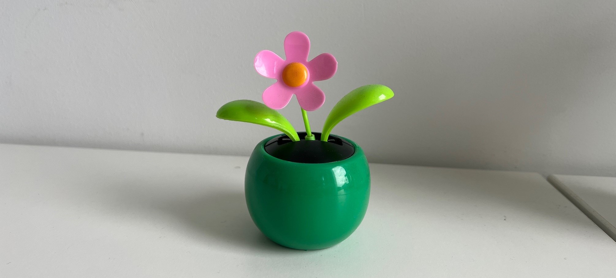 Wackelblume auf einem Sideboard im zentralen Prüfungsamt